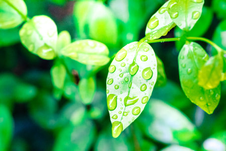 leafの写真素材