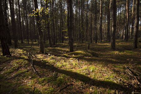 Forestの写真素材