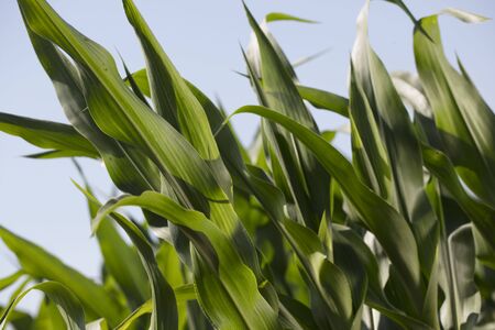 Corn.  Cornfield during summer.  Background and texture concept.の写真素材