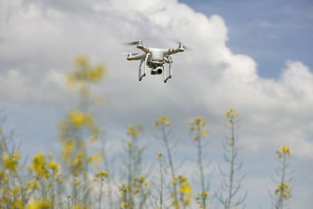 Dron in action. Rape field scenery. Summer time. Backgrounds concept.
