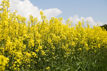 Rape field scenery. Summer time. Backgrounds concept.