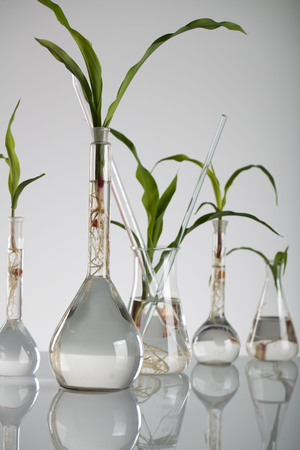 Plants in laboratory. Biotechnolgy concept.の写真素材