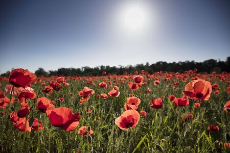 Beautiful red poppy field. Concept of background.の写真素材
