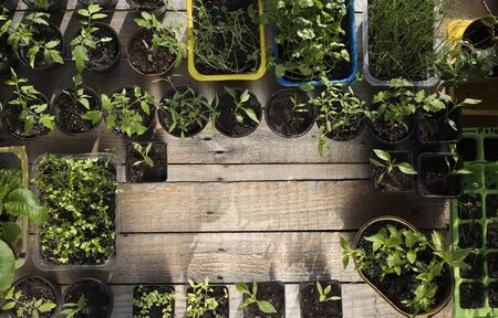 Spring garden works. Plants in pots on wooden planks.の写真素材