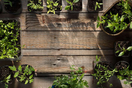 Spring garden works. Plants in pots on wooden planks.の写真素材