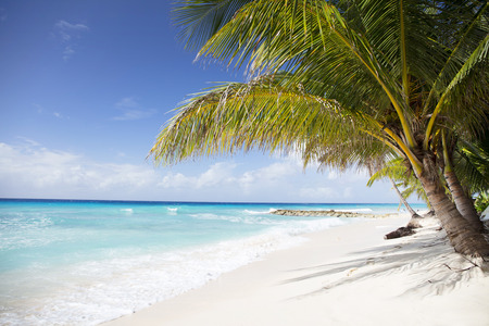 Summer on Barbados Island. Exotic vacations. Palm trees. Turquoise water. Sunny blue sky. Beautiful white-sand beach.の写真素材