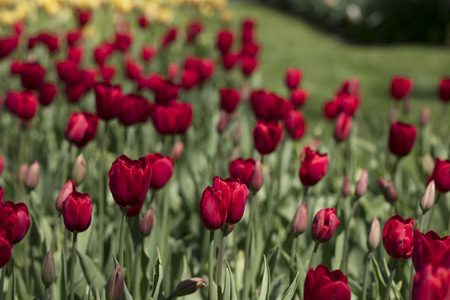 Blooming colorful tulips in flower-garden under sunshine.の写真素材