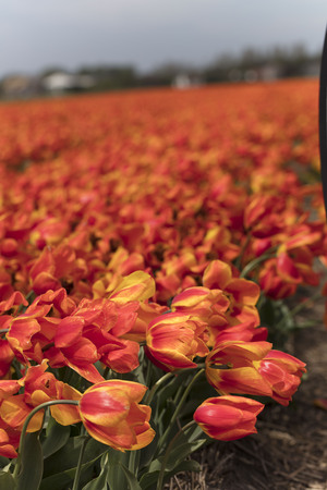 Springtime on the tulip plantation in Netherlands, traditional dutch rural landscape.の写真素材