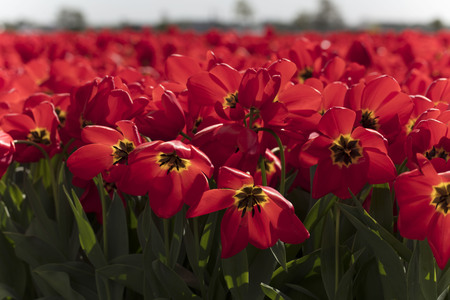 Springtime on the tulip plantation in Netherlands, traditional dutch rural landscape.の写真素材