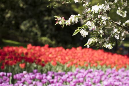 Blooming colorful tulips in flower-garden under sunshine. Tulips - symbol of Holland.の写真素材