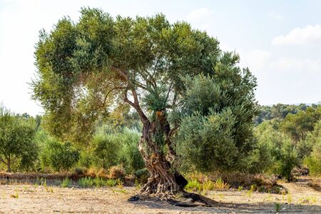 An olive tree in an olive grove (Olea europaea)の写真素材