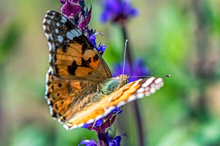 A painted lady on lavender blossoms
