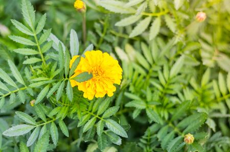 Spring background with beautiful yellow flowers in garden.の写真素材