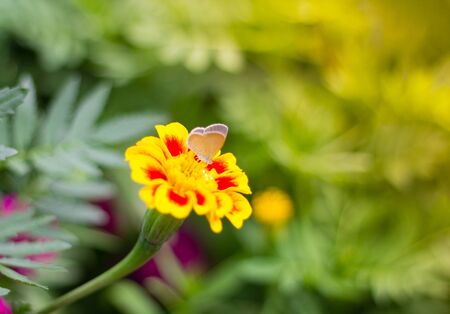 soft-focus Spring background with beautiful yellow flowers and Butterfly in garden.の写真素材