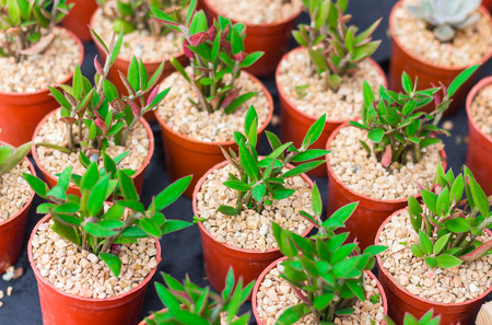 little tree in pot in garden.の写真素材