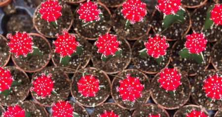 Beatiful Cactus in pot background in garden.の写真素材