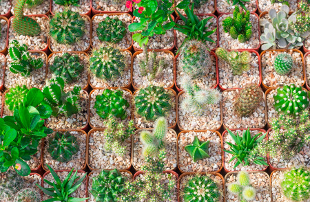 Beatiful Cactus in pot background in garden.の写真素材
