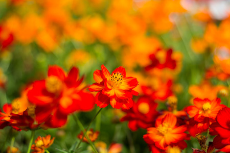 Spring background with beautiful yellow-red flowers in garden.の写真素材