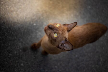 Close-up of hand catch cute kitten standing on the floor at the garden and looking at people with expression fear. Cat are mammals. decoration image contain certain grain noise and soft focus.の写真素材