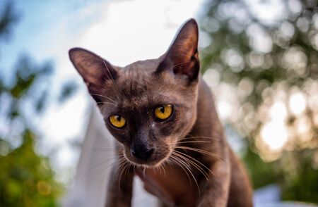 Close-up of hand catch cute kitten standing on the floor at the garden and looking at people with expression fear. Cat are mammals. decoration image contain certain grain noise and soft focus.の写真素材