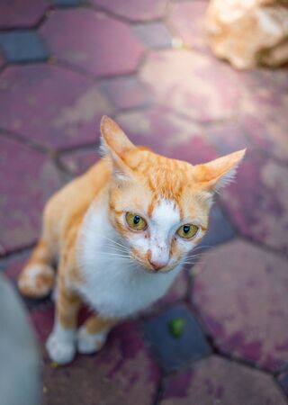 Close-up of hand catch cute kitten standing on the floor at the garden and looking at people with expression fear. Cat are mammals. decoration image contain certain grain noise and soft focus.の写真素材
