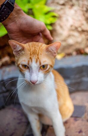 Close-up of hand catch cute kitten standing on the floor at the garden and looking at people with expression fear. Cat are mammals. decoration image contain certain grain noise and soft focus.の写真素材