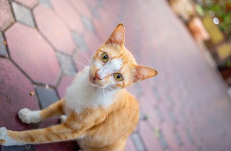 Close-up of hand catch cute kitten standing on the floor at the garden and looking at people with expression fear. Cat are mammals. decoration image contain certain grain noise and soft focus.の写真素材