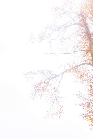 Trees in the forest in fog in autumnの写真素材