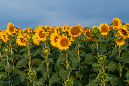 Field of sunflowers in clear skyの写真素材