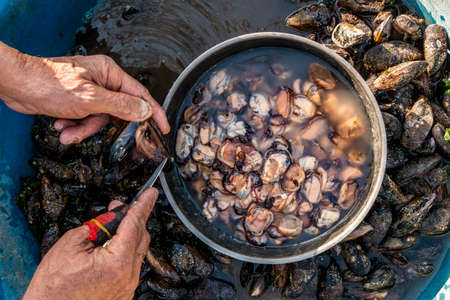 Youngthe man who cleans the mussels and mussels stuck by the sea man cleans mussels