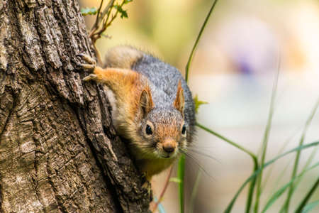 Squirrel on ground. Squirrel nature view. Squirrel portrait. Squirrel funnyの写真素材