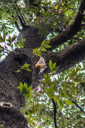 Squirrel on ground. Squirrel nature view. Squirrel portrait. Squirrel funnyの写真素材