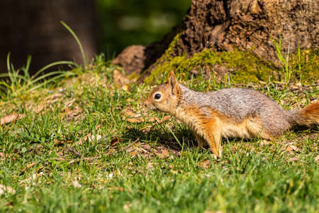 Squirrel on ground. Squirrel nature view. Squirrel portrait. Squirrel funnyの写真素材