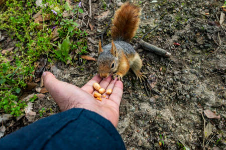 Squirrel on ground. Squirrel nature view. Squirrel portrait. Squirrel funnyの写真素材