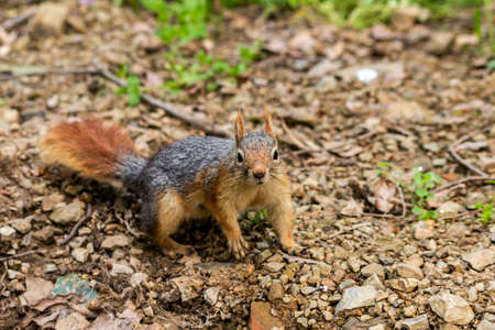 Squirrel on ground. Squirrel nature view. Squirrel portrait. Squirrel funnyの写真素材