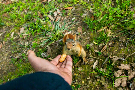 Squirrel on ground. Squirrel nature view. Squirrel portrait. Squirrel funnyの写真素材