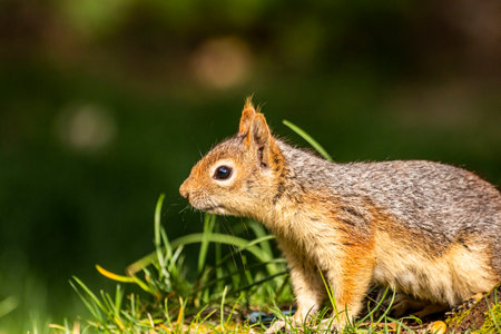 Squirrel on ground. Squirrel nature view. Squirrel portrait. Squirrel funnyの写真素材