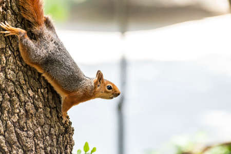 Squirrel on ground. Squirrel nature view. Squirrel portrait. Squirrel funnyの写真素材