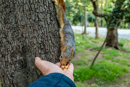 Squirrel on ground. Squirrel nature view. Squirrel portrait. Squirrel funnyの写真素材