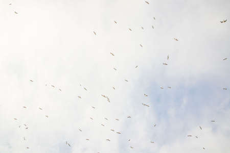 Birds in flight, freedom. Silhouette. Flock of birds.