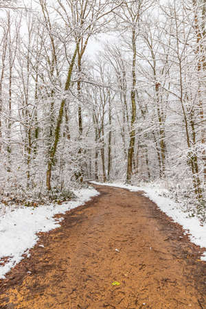 Muddy pathway in snowy forestの写真素材