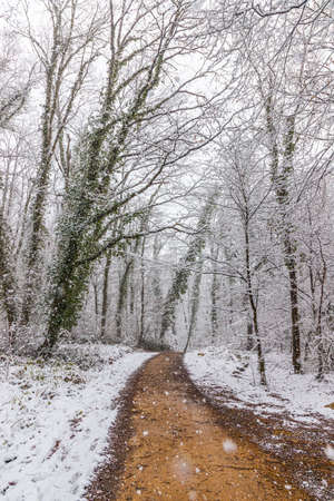 Muddy pathway in snowy forestの写真素材