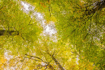 Autumn tree with leaves lying down in the sky, Bolu, Turkey