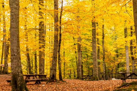 The Yedigoller Seven Lakes National Park is in the north of the Bolu province, and south of Zonguldak in the western Black Sea region.の写真素材