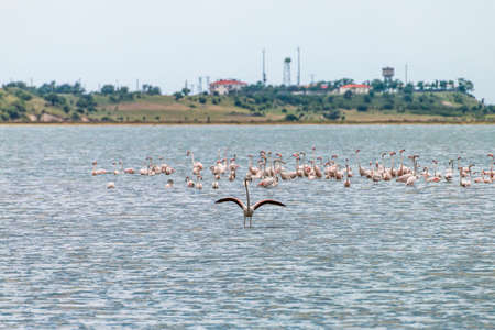 Flamingo birds at the Enez Lake in Edirneの写真素材