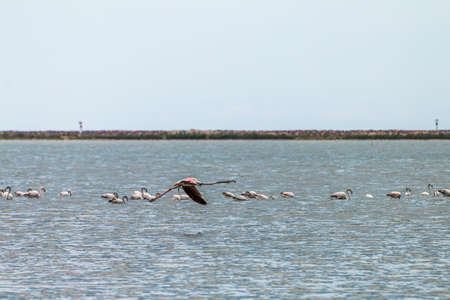 Flamingo birds at the Enez Lake in Edirneの写真素材