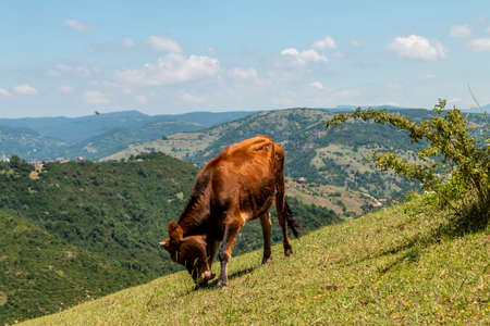 Morning landspace with sun rays. Beautiful landscape with forest and fog.Autumn sunrise in the mist, lithuanian landscape.の写真素材