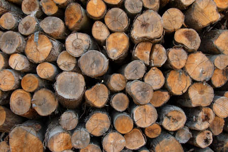 Heap of wood cut in the forest