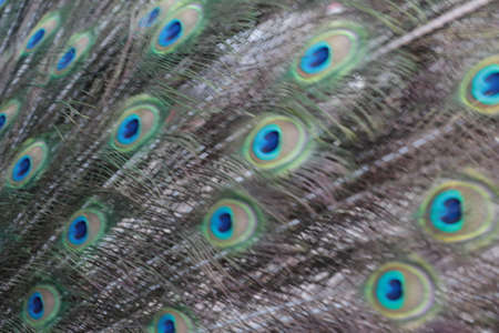Peacock plumage detail (open tail)の写真素材