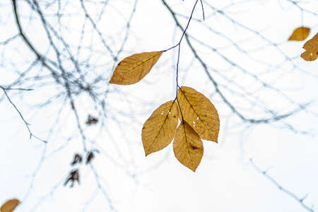 Tree Leaves (Dry Leaves, Green Leaves, Spilled Leaves)